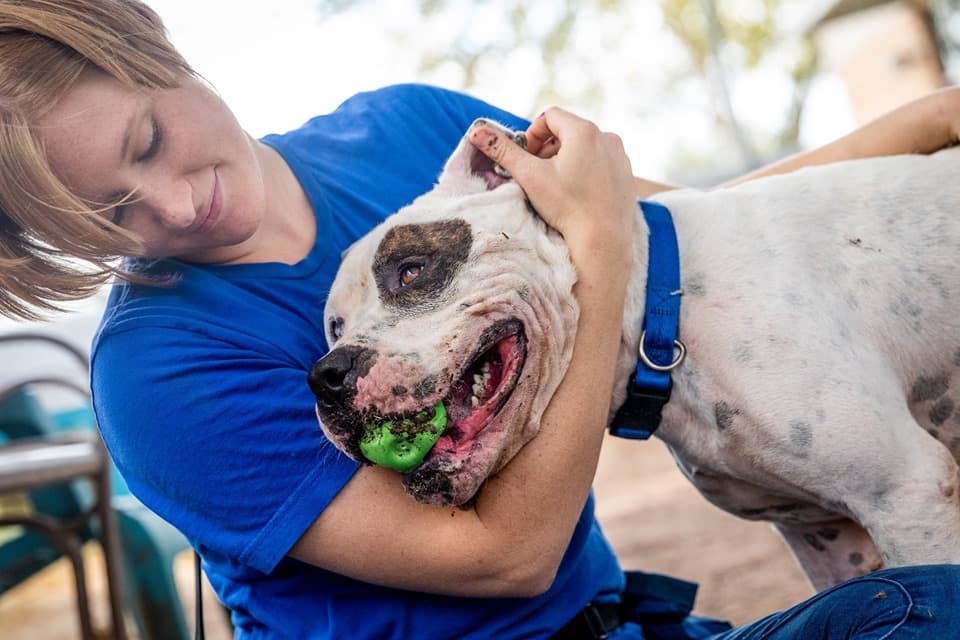 En una publicación de Facebook, el centro anunció que fue encontrado recientemente por otro refugio.