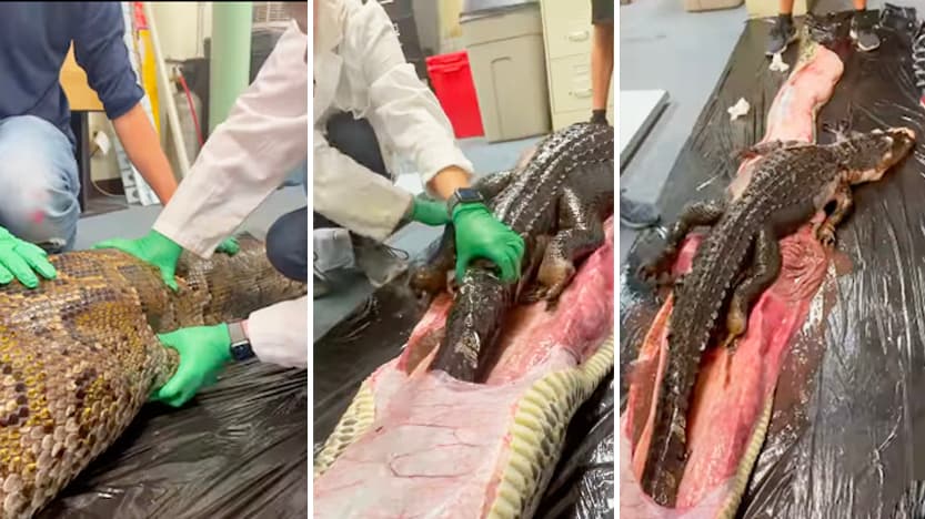 Cazan una pitón birmana de 18 pies en Florida y le sacan un caimán entero de su estómago