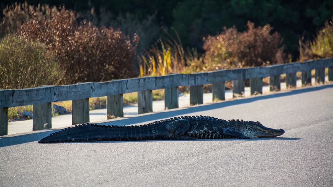 <h3 class="cms-H3-H3">3. Carolina del Sur</h3>
<br>
<b>6.59 muertes anuales causadas por manejo de vehículos de motor bajo la influencia del alcohol por cada 100,000 habitantes</b>
<br>Carolina del Sur tiene la dudosa distinción de ser el estado más peligroso del sur de Estados Unidos en relación a las muertes causadas por consumo excesivo de alcohol.