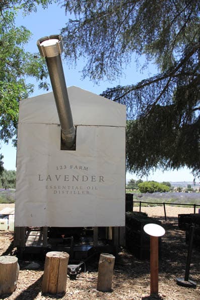 Si quieres aprender a destilar el aceite de lavanda, también podrás aprender aquí.