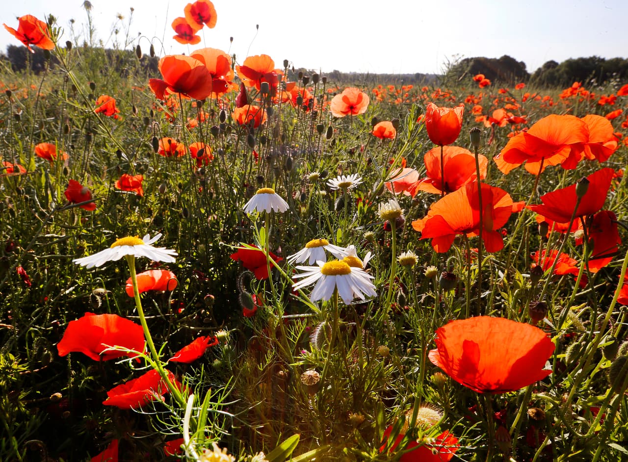Los opioides son sustancias derivadas de la semilla de la amapola. Actúan en el sistema nervioso para aliviar el dolor; su uso puede generar dependencia física y adicción. Aunque existen distintos tipos, todos tienen una composición química similar: desde pastillas recetadas por el médico como la hidrocodona, la oxicodona, la morfina y la codeína, opioides sintéticos como el fentanilo o drogas ilegales como la heroína.
