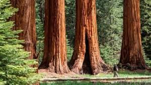 Los parques 
<b>Sequoia y Kings Canyon</b> ofrecen un espectacular paisaje, belleza y majestuosidad. Sus enormes montañas, estribaciones escarpadas, profundos cañones, vastas cavernas y los árboles más grandes del mundo impresionan a sus visitantes. Estos dos parques se encuentran uno al lado del otro en el sur de Sierra Nevada al este del valle de San Joaquín en California.