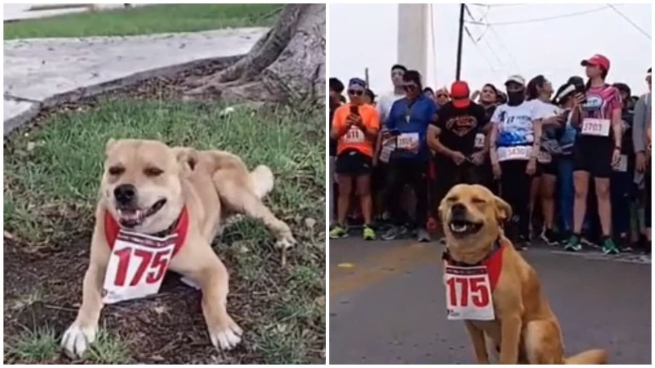 Conoce a Chicles: tierno perrito que conquista Internet por correr maratones como profesional