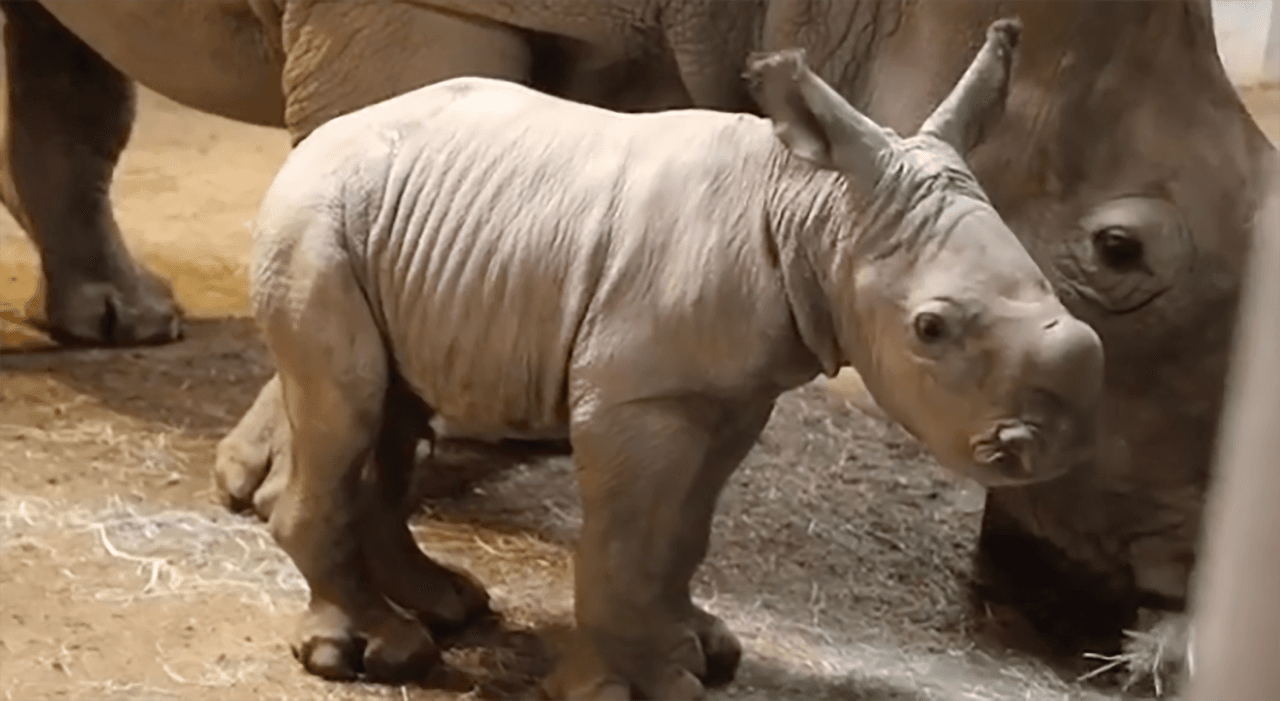 El concurso tiene al apoyo de la 
<a href="https://rhinos.org/" target="_blank">Fundación Internacional de Rinocerontes</a>.