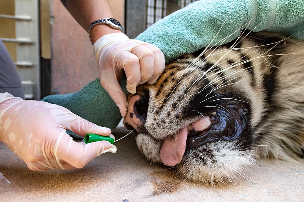 Los funcionarios tuvieron que introducir los hisopos de las pruebas en varias partes del cuerpo de los tigres.