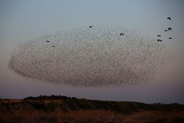 Las bandadas de estorninos pueden llegar a tener hasta 10 mil ejemplares.