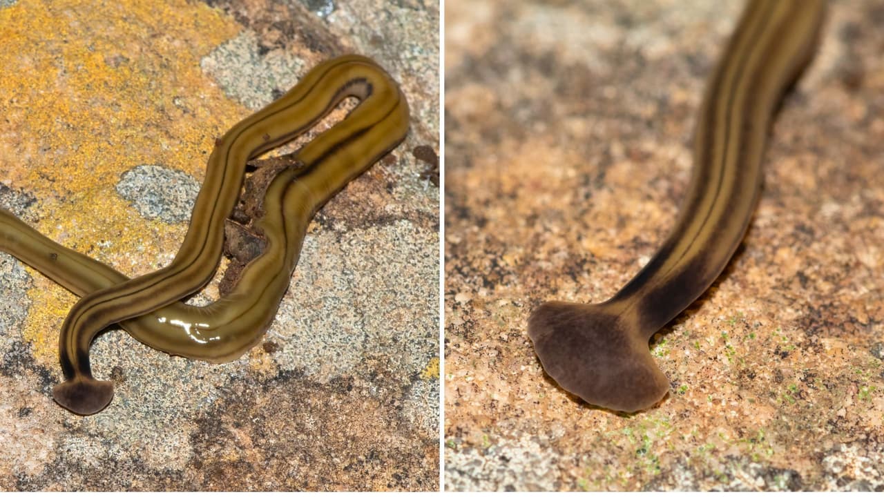  Gusanos cabeza de martillo en Texas: qué son, por qué preocupan y qué hacer si ves uno