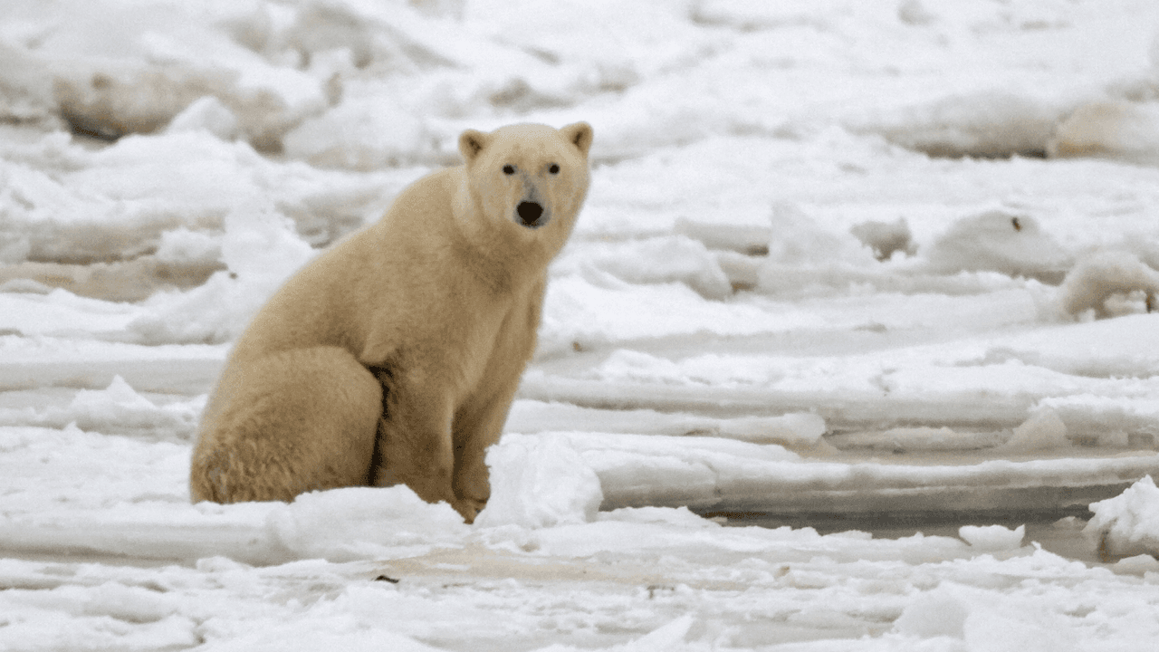 Oso polar