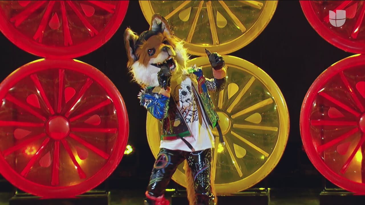 Zorro se ha ganado el cariño de los investigadores y del público por su carisma y en esta ocasión deleitó al ritmo del pegajoso tema 'Calma'.