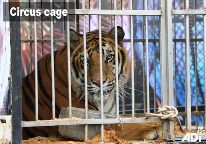 3 felinos serán ubicados en el Santuario Big Cat, en Tampa y el resto de los animales en otro refugio en Sudáfrica.
<br>