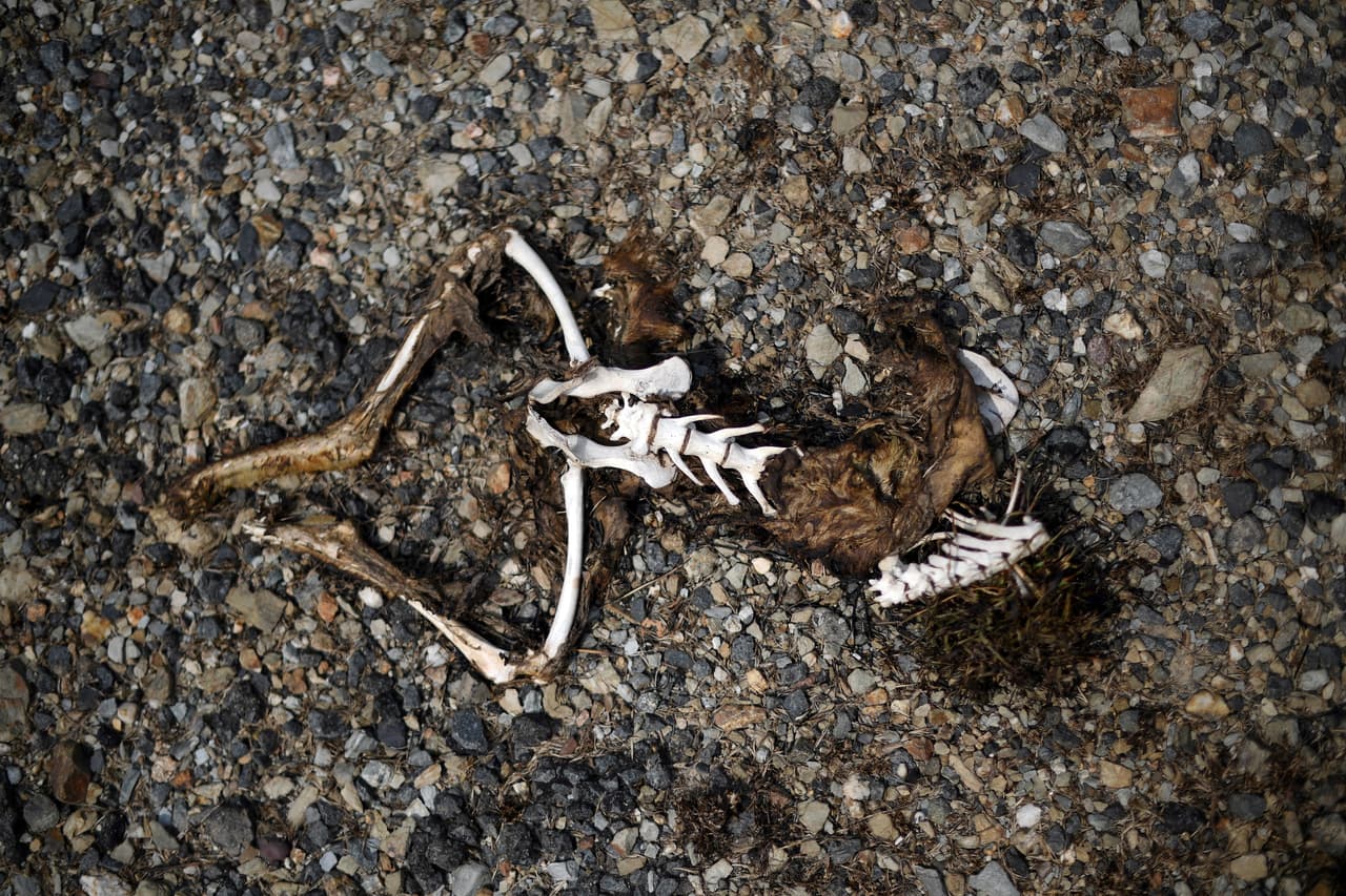 Una foto que muestra los restos de un canguro en Nueva Gales del Sur. Se han quemado 212,000 hectáreas de tierra y se han perdido más de 100,000 cabezas de ganado ovino, junto con innumerables especies de vida silvestre y fauna debido a los devastadores incendios forestales que comenzaron a arder el 4 de enero en estas zonas.