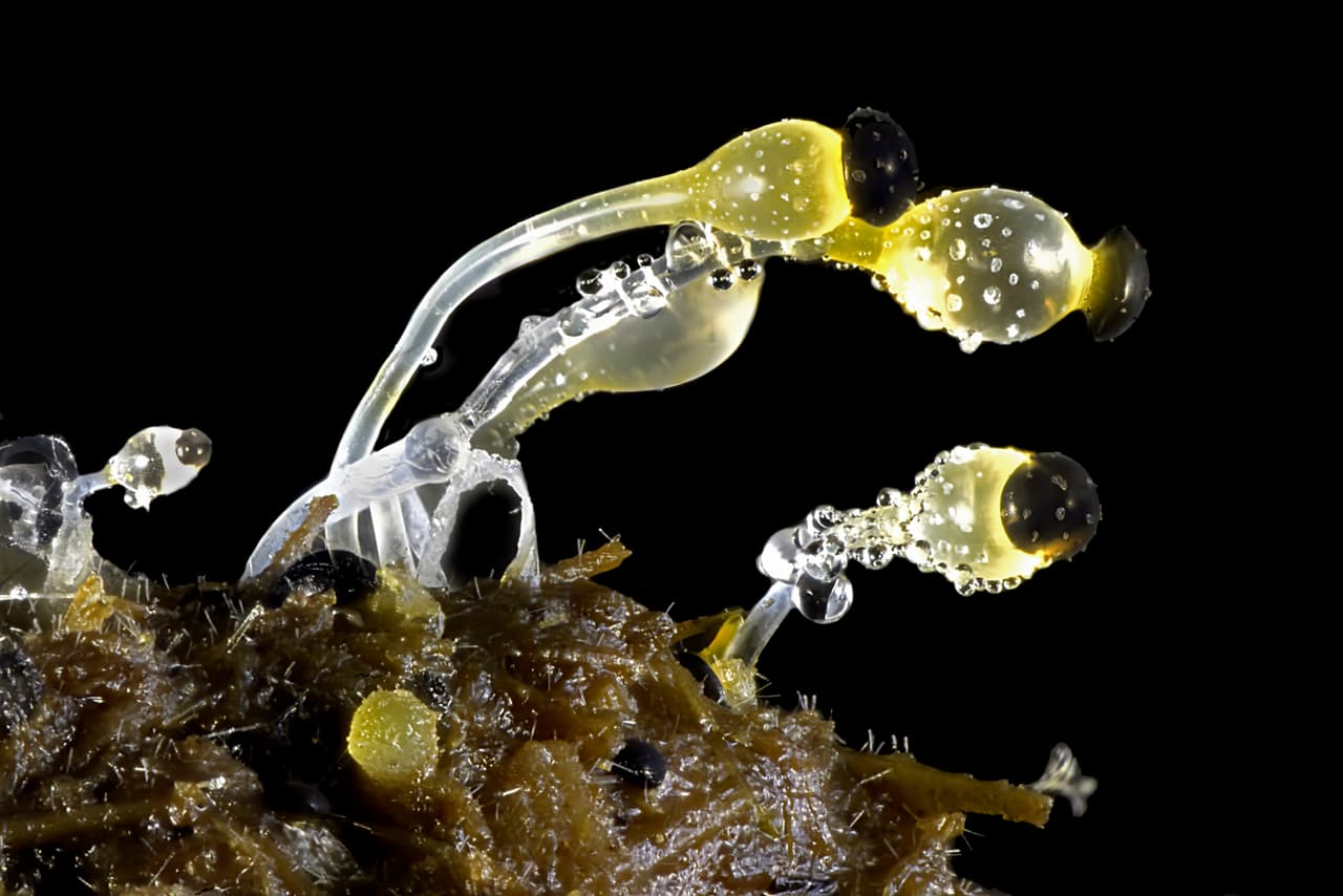 20mo puesto: Estiércol de vaca. Michael Crutchley (Reino Unido) — Aumento: 30x