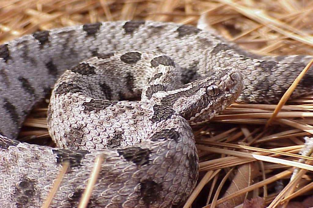 Pigmy Rattlesnake