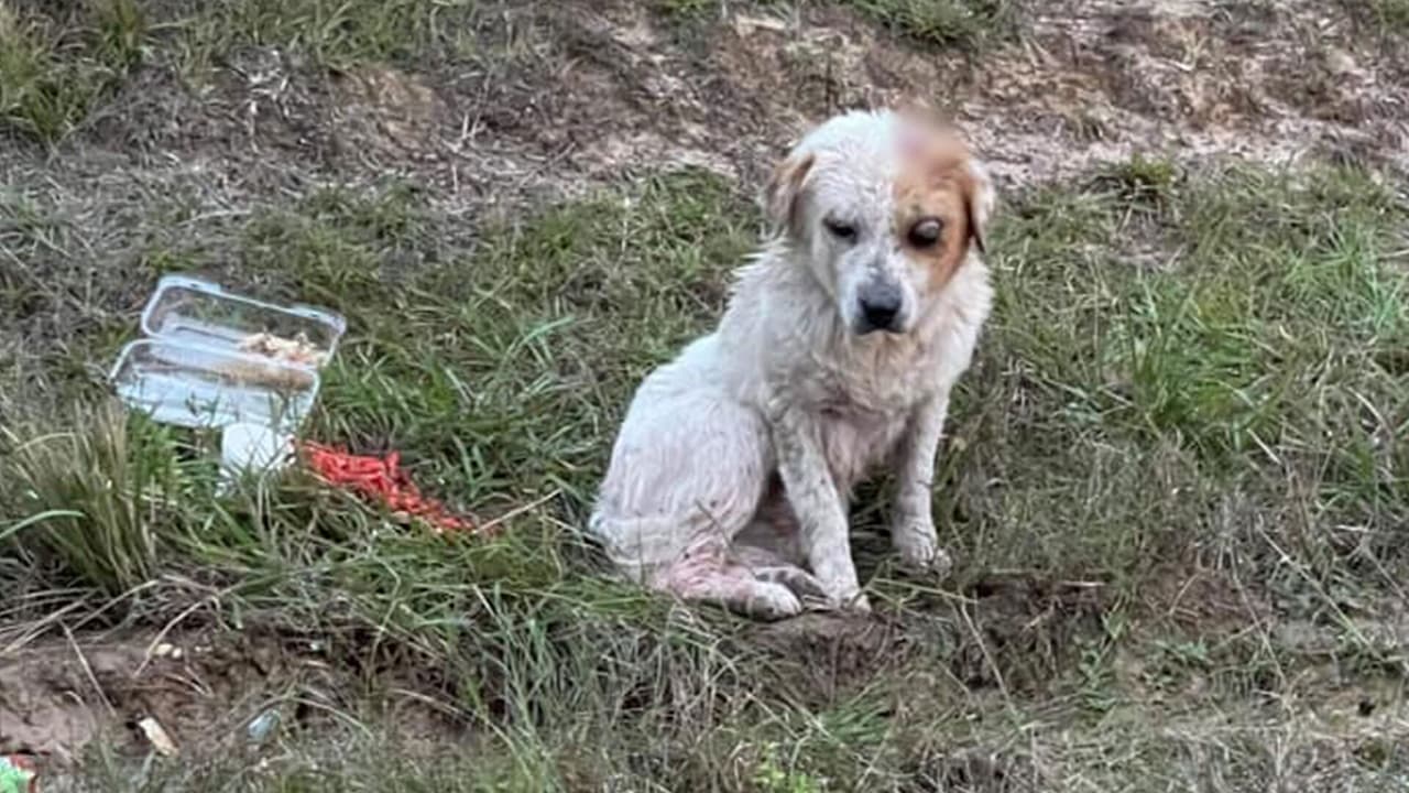 Un perro tenía una herida de bala visible en la cabeza, según dio a conocer en redes sociales la organización ‘This is Houston’ que se encarga de rescatar 
<a href="https://www.univision.com/local/houston-kxln/maltrato-animal-spca-perro-arrastrado-houston-precinto-1-condado-harris-texas">animales maltratados. </a>