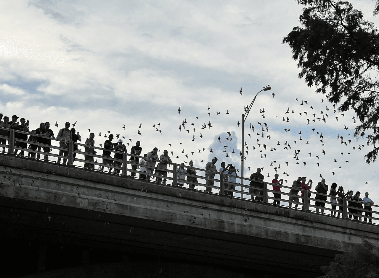 Icónicos murciélagos de Austin pueden contagiarse con el covid-19, según estudio 