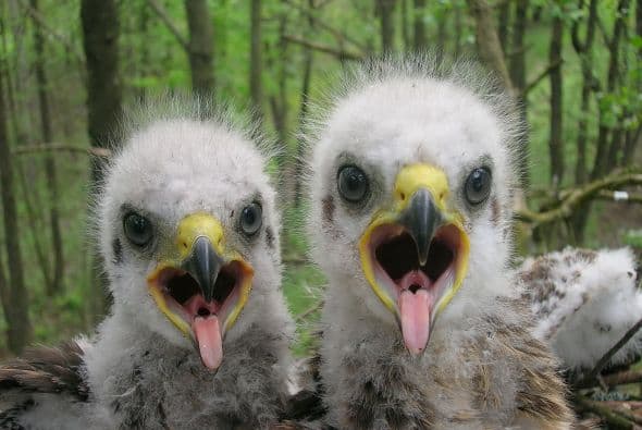 Polluelos de águila moteada. Foto: Valeriy Yurko.