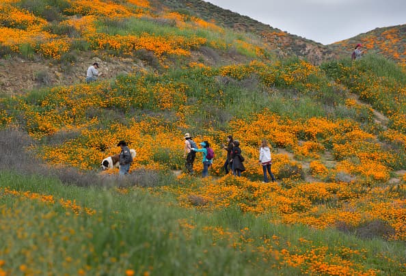 La razón de sus visitas es para alimentarse del néctar de la segunda "súper floración" de California, provocada por los aguaceros que azotaron a la región hasta inicios de marzo. (Photo by George Rose/Getty Images)