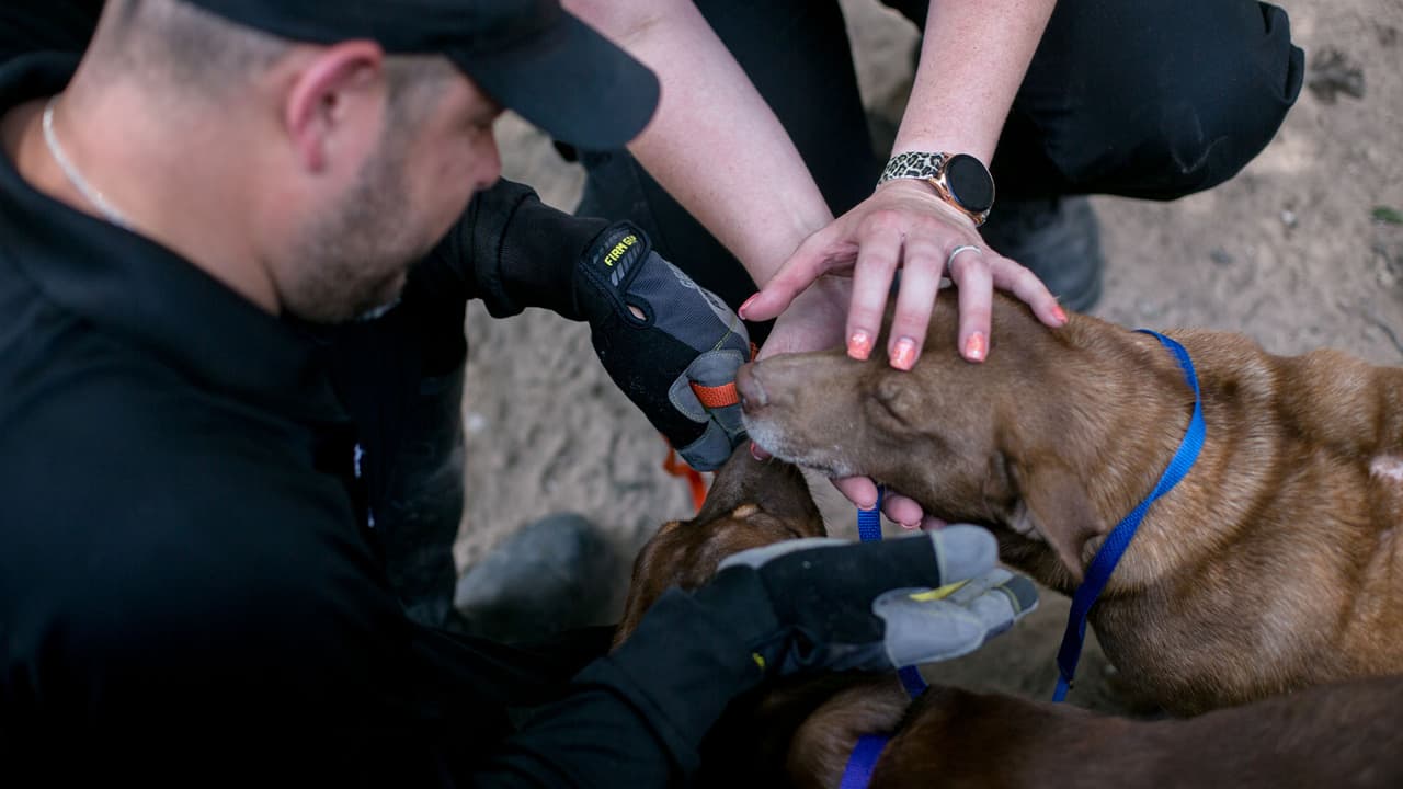 Algunos perros sufrieron pérdida de cabello, lesiones no tratadas y emaciación, una forma de malnutrición que puede causar la muerte.