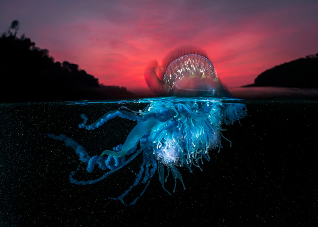 Una medusa conocida como ‘fragata portuguesa’ del Pacífico. Segundo lugar en la categoría ‘portafolio colectivo’ del Premio de Fotografía Oceánica.