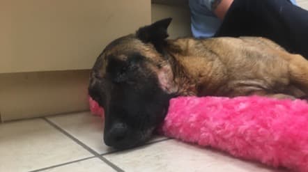 La perrita 'Eva' avanza en su recuperación tras la pelea con el puma.