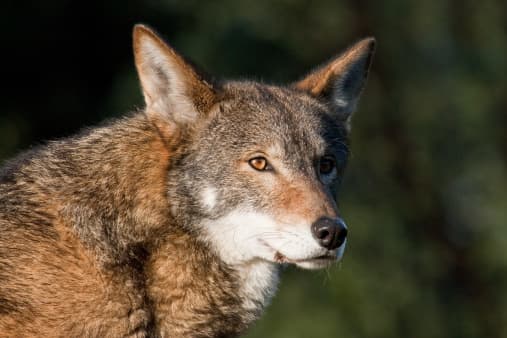 <b>Lobo Rojo.- </b>Es el canino más amenazado del mundo. Es un lobo exclusivamente estadounidense y es el producto de una antigua mezcla genética entre el lobo gris y el coyote. Suele ser más pequeño y delgado que el lobo gris. Su población ha ido a la baja debido a los cazadores furtivos, que siguen matando a esta especie pese a las restricciones legales que intentan protegerlos. 
<br>