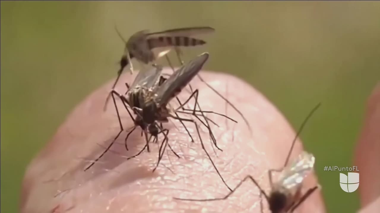 Alerta para quienes viajen a Cuba por aumento del dengue,  la chikungunya y el oropouche