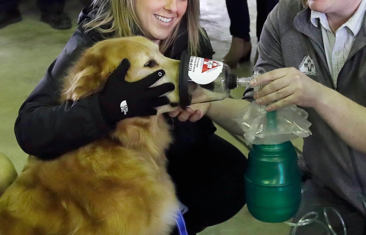 Ante condiciones climáticas extremas, asegurate que tus mascotas tengan un lugar sombreado para protegerse del sol, especialmente si se quedan solas en los patios de las casas.