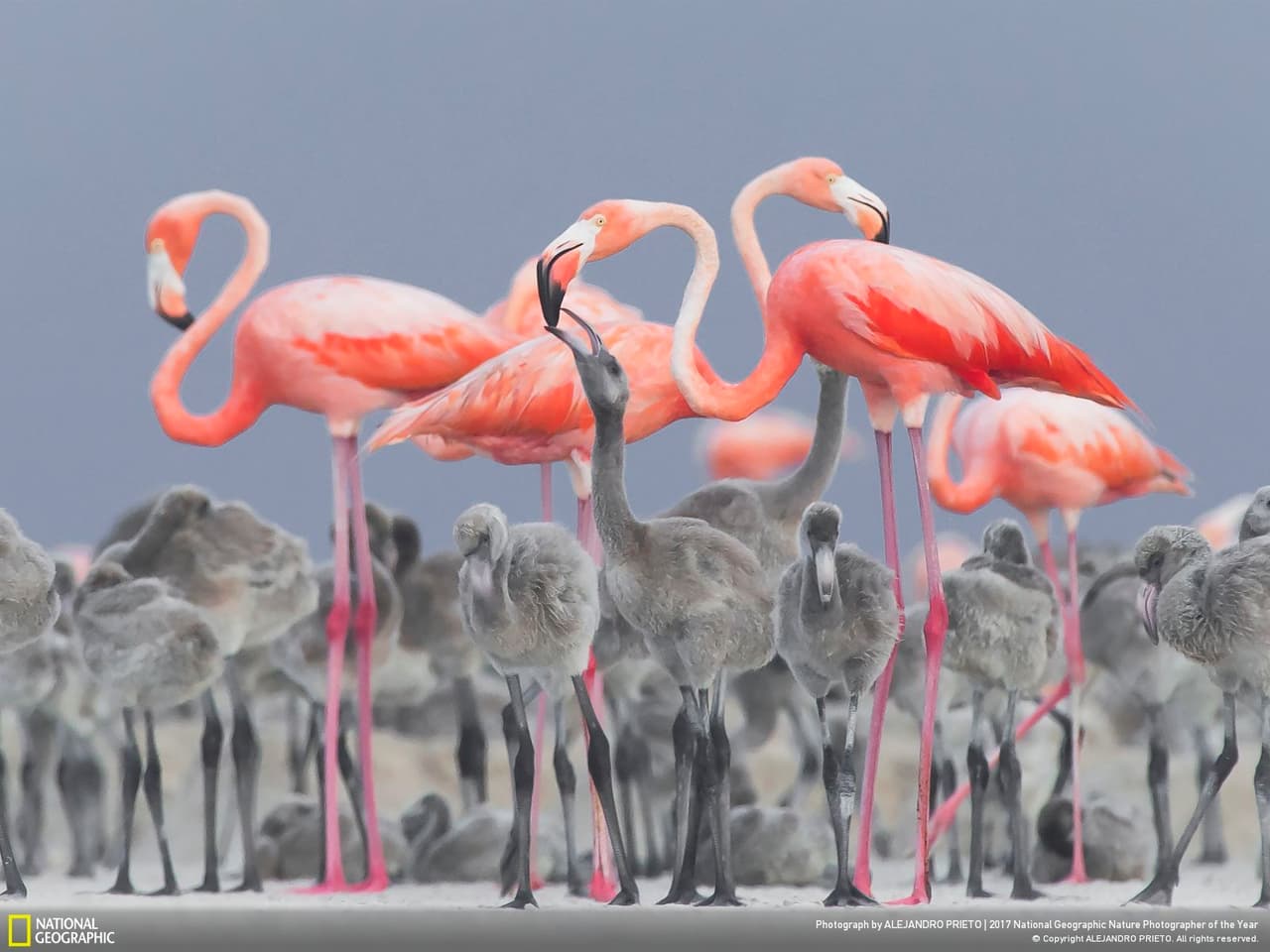 <b>Amor de madre. </b>Un flamenco rosado caribeño adulto alimenta a un polluelo en Yucatán, México. Ambos padres alternan la alimentación de sus polluelos. A los recién nacidos dan un buche líquido, luego comida solida regurgitada cuando están más grandes. Fotografía de Alejandro Prieto.