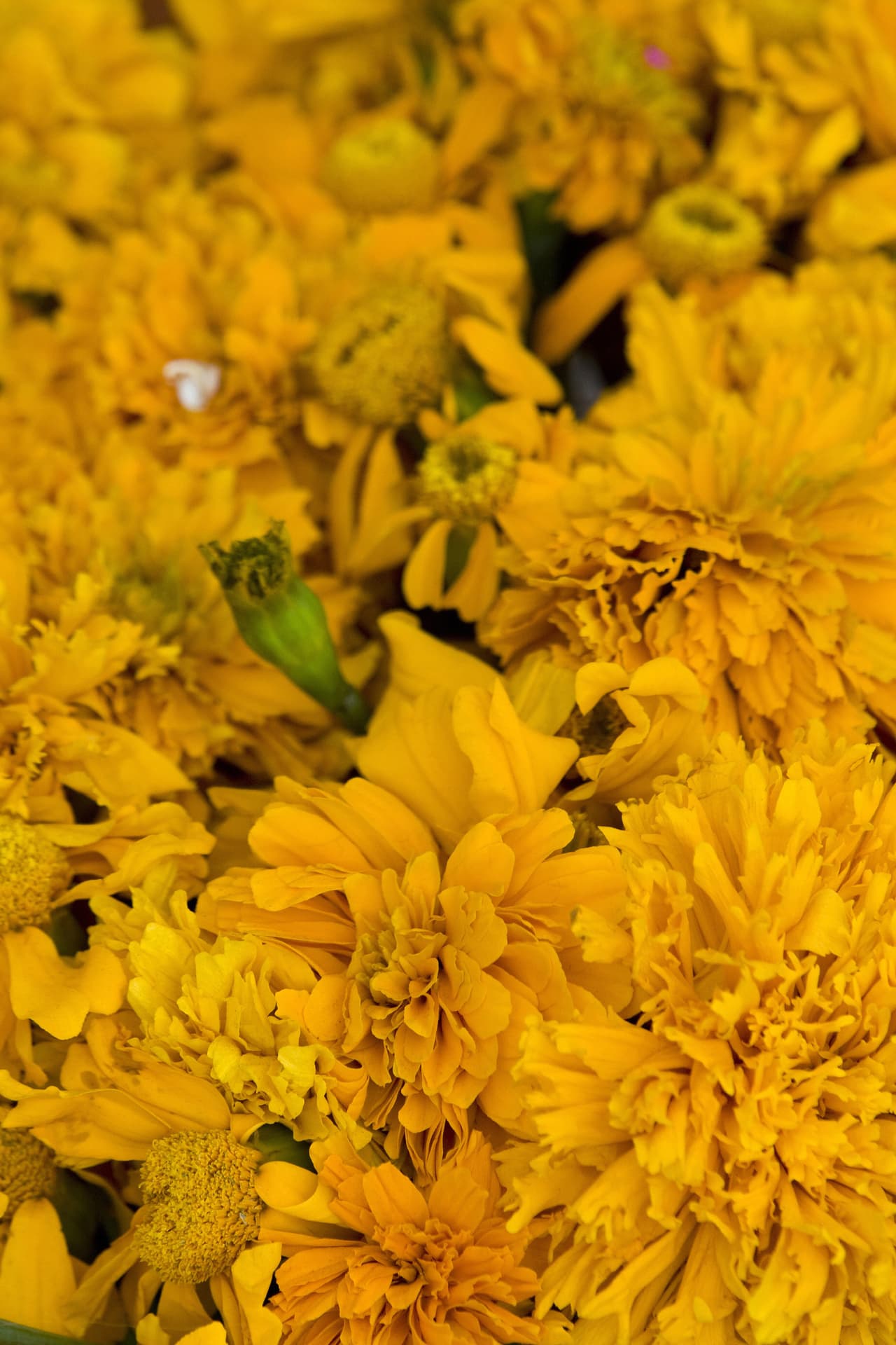 Esta "flor de muertos" es la especie que se usa tradicionalmente en la época alrededor del Día de los Muertos, con la que se decoran altares de muertos, ofrendas, hogares y cementerios, como una costumbre que data desde hace ya varios siglos.