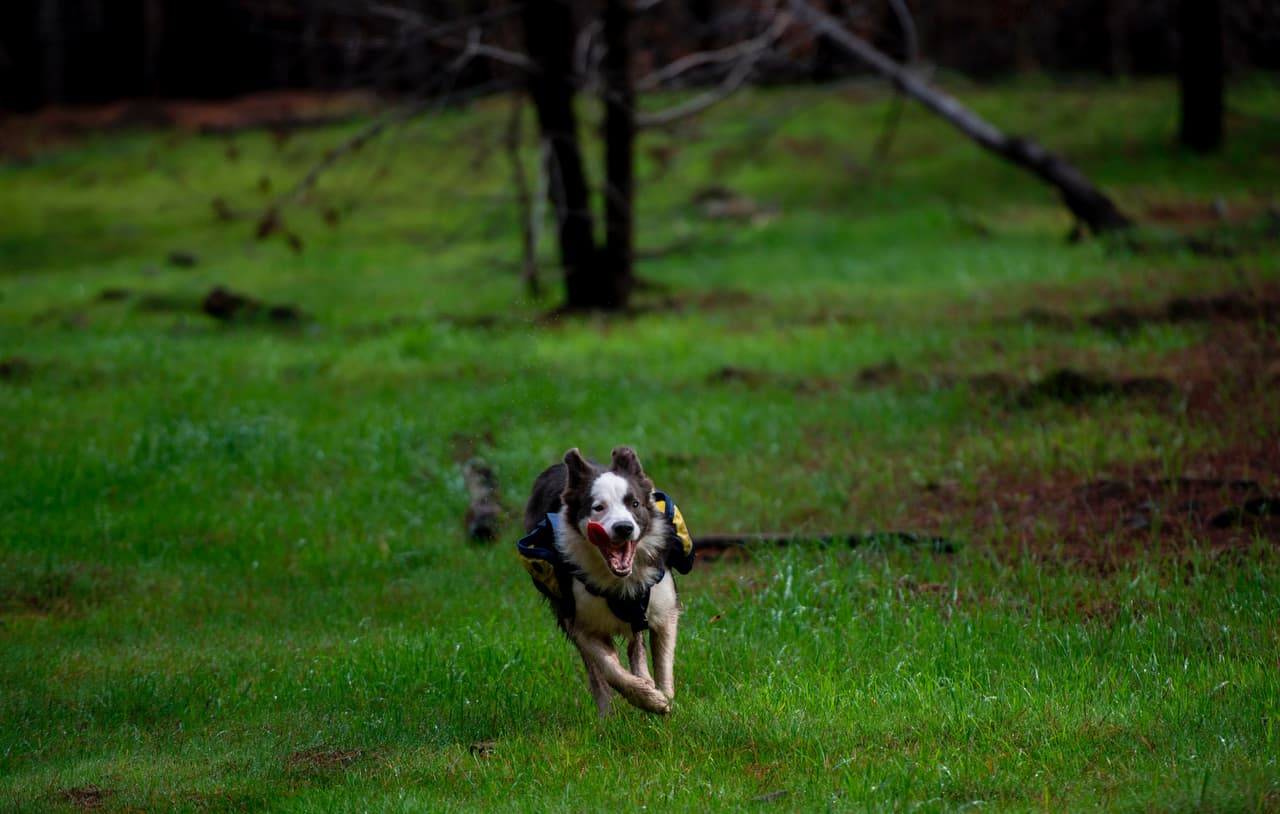 Tras los incendios, prácticamente desaparecieron las abejas de la zona, para que regresen primero deben volver las plantas de las que se alimentan. Las productores dependientes de estas especies también dependen de su regreso para recuperarse de las pérdidas causadas.