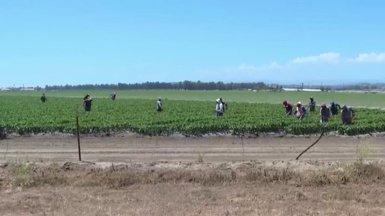 Aumenta el salario mínimo para los campesinos en California: te contamos desde cuándo