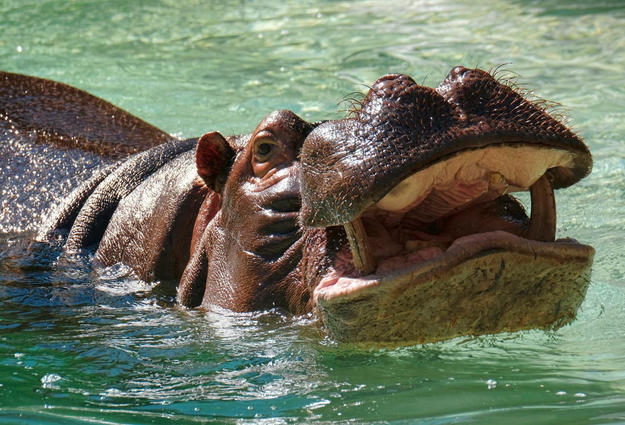El extraordinario caso del hipopótamo que se tragó a un bebé que sobrevivió