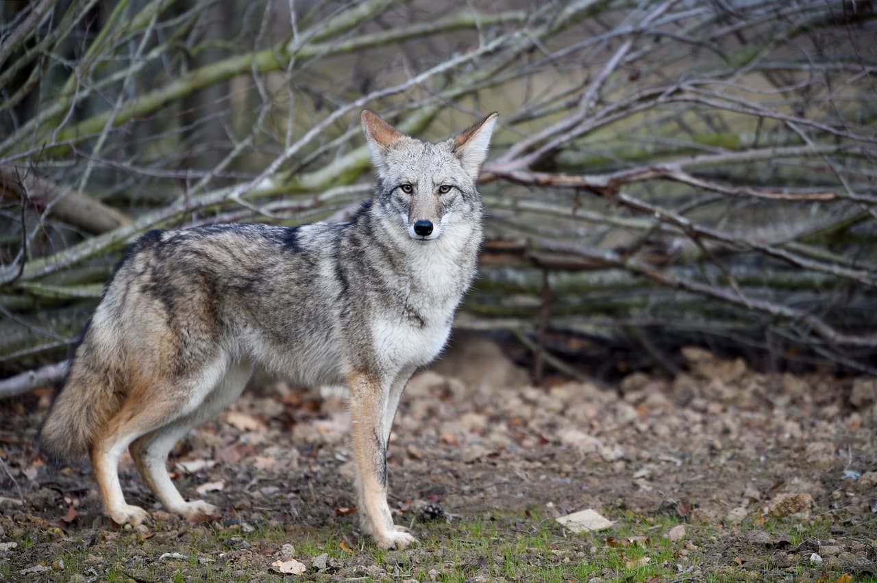 Si ve un coyote cerca
<b>haga sonidos y movimientos exagerados para ahuyentarlos.</b> También puede tener silbatos u objetos como sombrillas para asustarlos, pero los coyotes “son inteligentes y no puedes seguir haciendo el mismo ruido y esperar que los coyotes caigan en el mismo truco una y otra vez”.