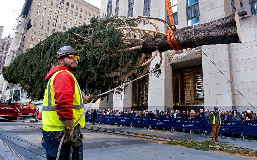 Cientos de neoyorquinos recibieron este sábado al abeto de Noruega que arribó al Rockefeller Center para ser su árbol de Navidad este año, y que será encendido el 4 de diciembre.