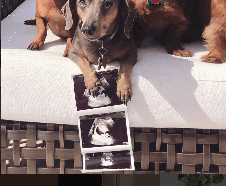 Finalmente, el 19 de enero de 2018, 
<b><a href="https://www.univision.com/shows/nuestra-belleza-latina/tendre-una-princesa-vanessa-de-roide-se-le-cumple-el-sueno-de-ser-madre-de-una-nina-fotos">anunció que sería mamá</a></b>. "No puedes imaginarte cuántas veces soñé poder anunciarle al mundo que esperaba lo que tanto había deseado y que todas esas lágrimas caídas no fueron en vano porque ahora pronto estarás con nosotros”, escribió en Instagram. 
<br>