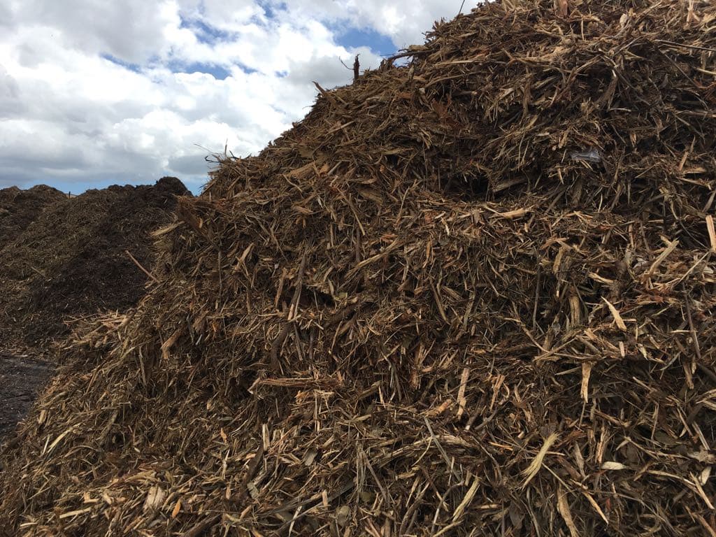 Así se ven los desperdicios resultantes del huracán después de haber pasado por la máquina trituradora. El mantillo (compuesto de madera triturada) se utiliza para controlar las malas hierbas y para cubrir los vertederos y reducir su olor y pestes. Foto: David Adams