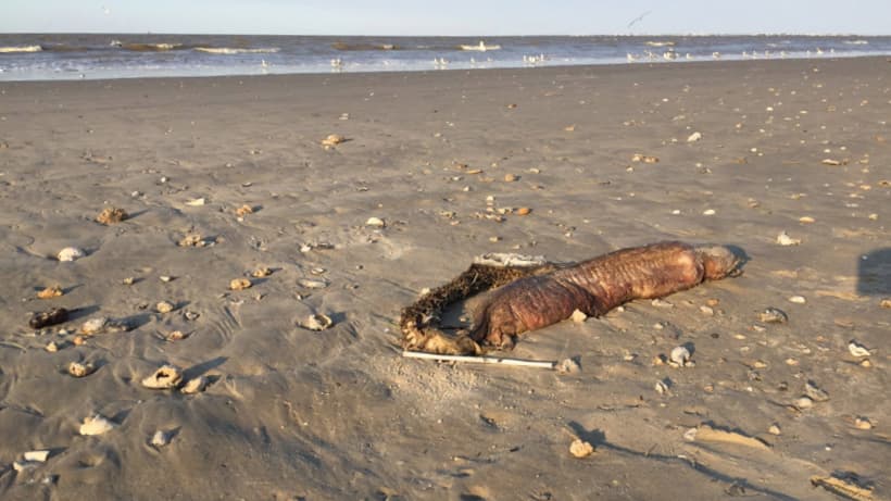 Preeti Desai había venido a Texas para apoyar el trabajo de un equipo regional de Audubon que evaluaba los daños que dejó el huracán Harvey en hábitats protegidos por la organización, ubicados en varios islotes a lo largo de la costa de la isla de Galveston.