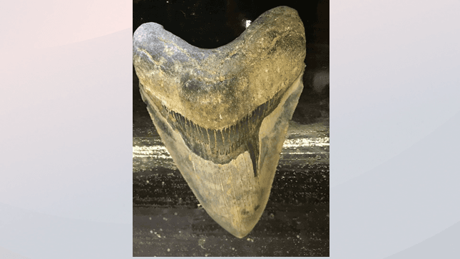 Dientes de Megalodón