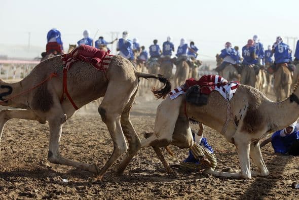 Los camellos paquistaníes son los más bellos, y algunos comerciantes intentan obtener una especie de mezcla entre el paquistaní y el árabe", dice El Subei, quien asiste a varios festivales al año.