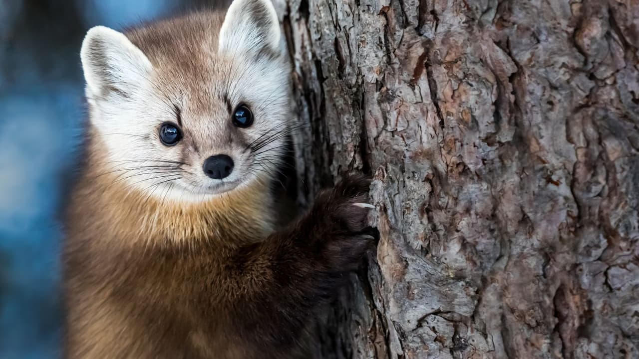 Los condados como Elk, Cameron, Clinton, Potter y McKean, áreas donde hay muchos bosques estatales grandes, son las partes de Pensilvania más adecuadas para la reintroducción de martas.