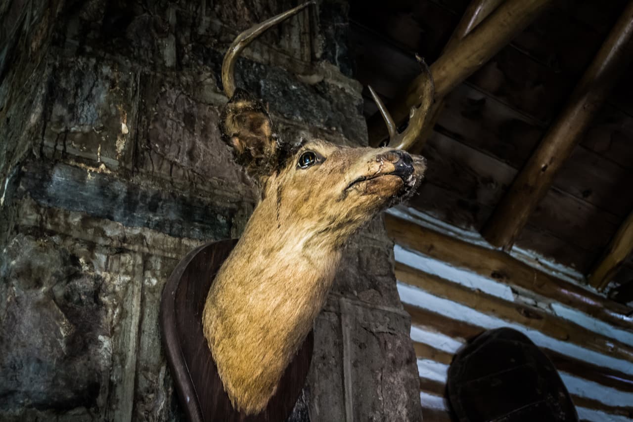 Animales embalsamados o secos.
