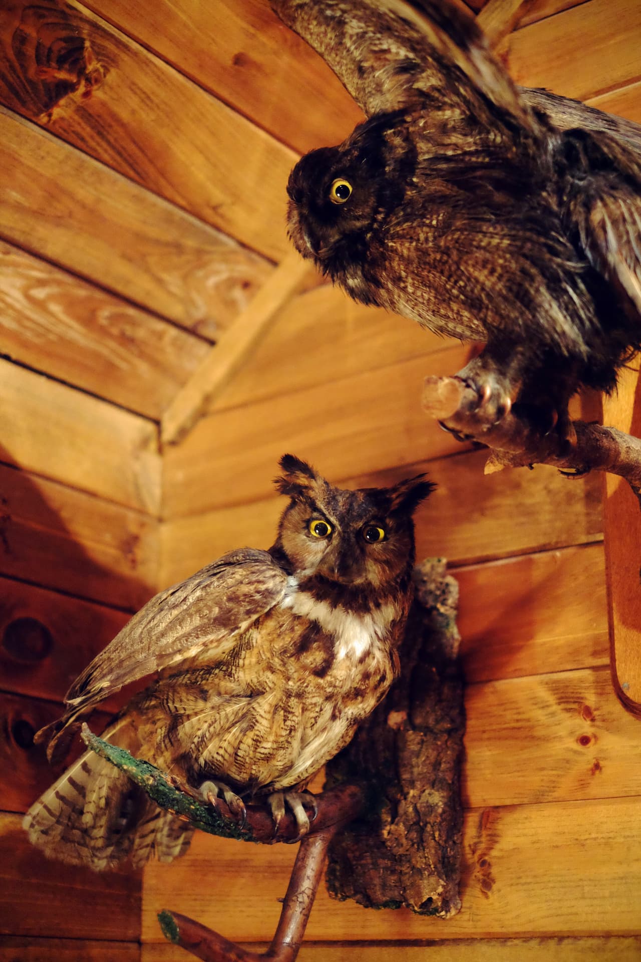 Lo ideal es no hacerlo, pues estos cuerpos guardan la sensación de temor que tuvieron instantes antes de morir, eso genera un ambiente pesado y con muchas energías que pueden no resultar tan bien para la armonía de tu casa.