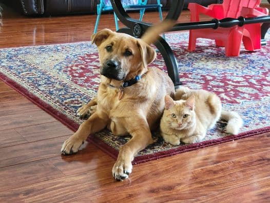 Mio y Mischito son queridos por toda la familia en la casa de Elisa Ber.