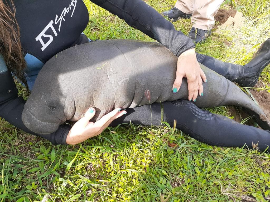 Rescatan a manatí de una alcantarilla en Loíza