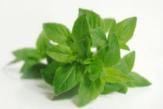 Orégano  (oregano)