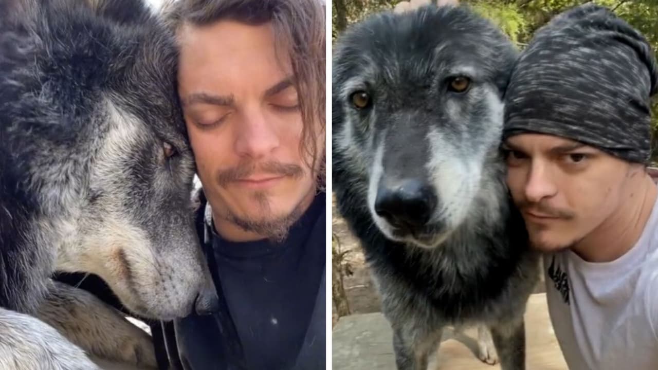 Hombre presume su inusual amistad con lobo salvaje y los increíbles videos conquistan TikTok