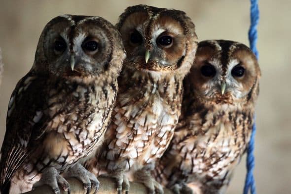 En Cuba, quién trae mala suerte es como una lechuza.