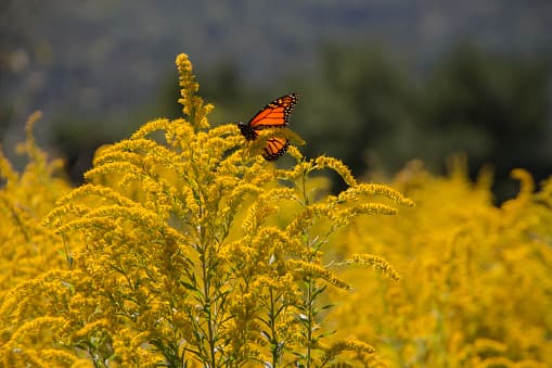 <b>¿Dónde crece?</b>
<br>
<br>La ambrosía se encuentra en campos, jardines, costados de las carreteras y áreas de desechos en todos los EE. UU., pero el problema es más grande en el este y el medio oeste.
<br>