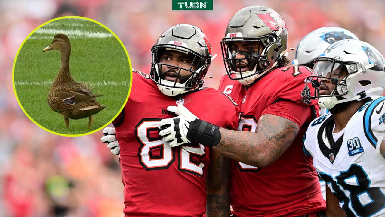 ¡De no creer! Pato interrumpe el partido de NFL Panthers vs. Buccaneers