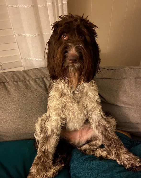 Este perro se comió $4,000, pero la familia logró recuperar casi todo el dinero... no te imaginas cómo...